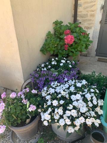 Bed and Breakfast Domaine VIOLOT-GUILLEMARD Pommard Exterior foto
